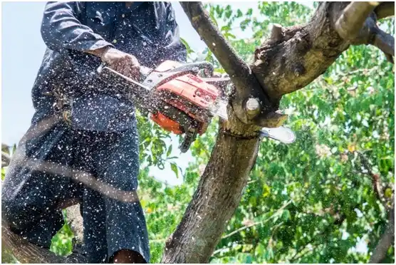 tree services Wayne Heights